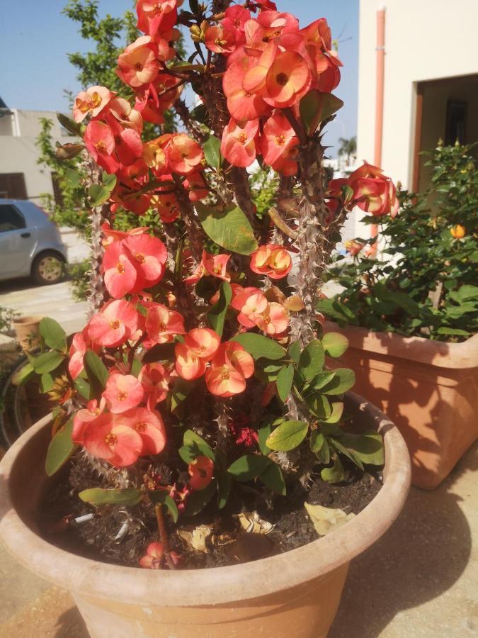 Casa Vacanza Da Samuele San Vito Lo Capo Extérieur photo